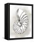 Shell Diagram III-Grace Popp-Framed Stretched Canvas