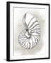 Shell Diagram III-Grace Popp-Framed Art Print