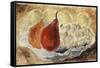 Shell, Dish and Fruit-Christopher Wood-Framed Stretched Canvas