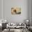 Shell, Dish and Fruit-Christopher Wood-Giclee Print displayed on a wall