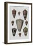 Shell Display I-Denis Diderot-Framed Art Print