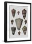 Shell Display I-Denis Diderot-Framed Art Print