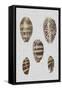 Shell Display II-Denis Diderot-Framed Stretched Canvas