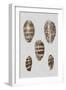 Shell Display II-Denis Diderot-Framed Art Print