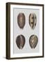 Shell Display III-Denis Diderot-Framed Art Print