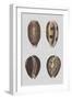 Shell Display III-Denis Diderot-Framed Art Print