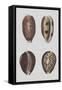 Shell Display III-Denis Diderot-Framed Stretched Canvas