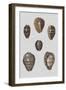 Shell Display IV-Denis Diderot-Framed Art Print