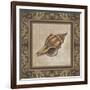 Shell Elegance I-Kimberly Poloson-Framed Art Print