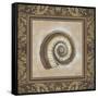 Shell Elegance III-Kimberly Poloson-Framed Stretched Canvas