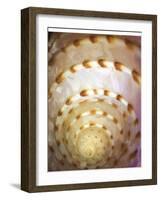 Shell Extraction I-Lola Henry-Framed Photographic Print