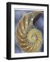 Shell Extraction II-Lola Henry-Framed Photographic Print