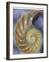 Shell Extraction II-Lola Henry-Framed Photographic Print