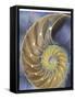 Shell Extraction II-Lola Henry-Framed Stretched Canvas
