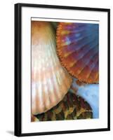 Shell Extraction IV-Lola Henry-Framed Photographic Print