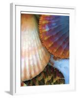 Shell Extraction IV-Lola Henry-Framed Photographic Print