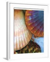 Shell Extraction IV-Lola Henry-Framed Photographic Print