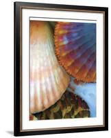 Shell Extraction IV-Lola Henry-Framed Photographic Print
