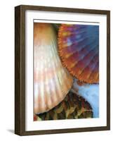 Shell Extraction IV-Lola Henry-Framed Photographic Print