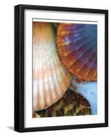 Shell Extraction IV-Lola Henry-Framed Photographic Print