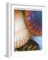 Shell Extraction IV-Lola Henry-Framed Photographic Print