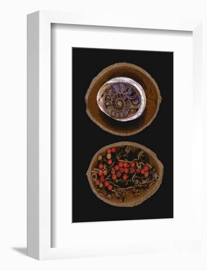 Shell Fossil Ammonite-null-Framed Art Print