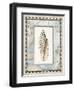 Shell Framed by Screened Map with Lighthouses-Lisa Audit-Framed Giclee Print