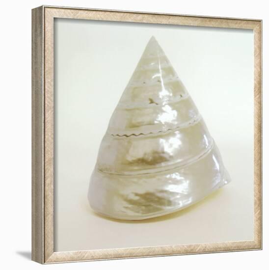 Shell I-Darlene Shiels-Framed Art Print