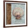 Shell I-Elizabeth Medley-Framed Art Print