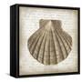 Shell I-Erin Clark-Framed Stretched Canvas