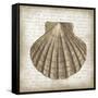 Shell I-Erin Clark-Framed Stretched Canvas