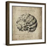 Shell I-Sidney Paul & Co.-Framed Giclee Print