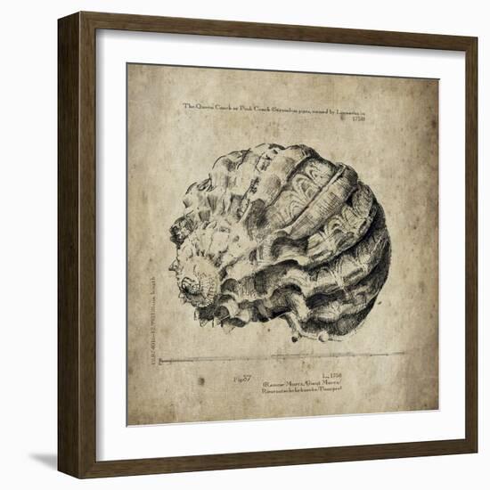 Shell I-Sidney Paul & Co.-Framed Giclee Print