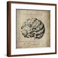 Shell I-Sidney Paul & Co.-Framed Giclee Print