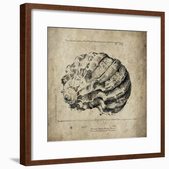 Shell I-Sidney Paul & Co.-Framed Giclee Print