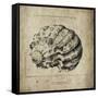 Shell I-Sidney Paul & Co.-Framed Stretched Canvas