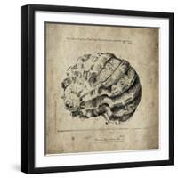 Shell I-Sidney Paul & Co.-Framed Premium Giclee Print