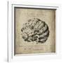 Shell I-Sidney Paul & Co.-Framed Giclee Print