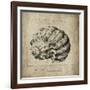 Shell I-Sidney Paul & Co.-Framed Giclee Print