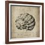 Shell I-Sidney Paul & Co.-Framed Giclee Print