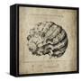 Shell I-Sidney Paul & Co.-Framed Stretched Canvas