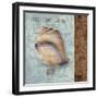 Shell II-Elizabeth Medley-Framed Art Print