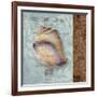 Shell II-Elizabeth Medley-Framed Art Print