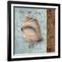 Shell II-Elizabeth Medley-Framed Art Print