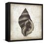Shell II-Erin Clark-Framed Stretched Canvas