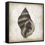 Shell II-Erin Clark-Framed Stretched Canvas