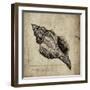 Shell III-Sidney Paul & Co.-Framed Giclee Print