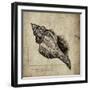 Shell III-Sidney Paul & Co.-Framed Giclee Print