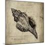 Shell III-Sidney Paul & Co.-Mounted Giclee Print