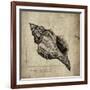 Shell III-Sidney Paul & Co.-Framed Giclee Print